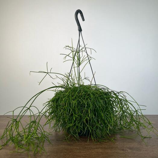 April_Plants