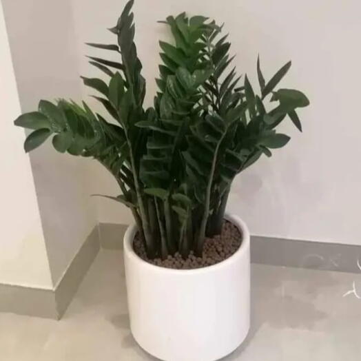 Zamia