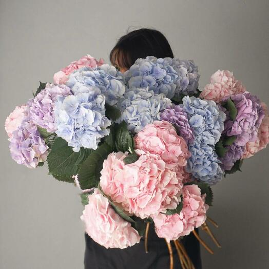 Bouquet of 15 hydrangeas mix