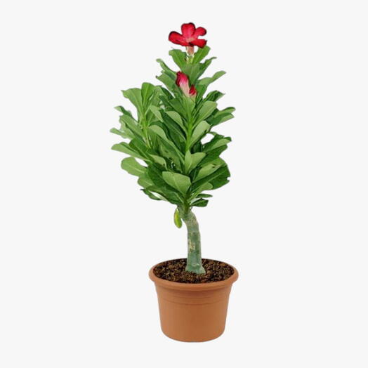 Adenium Obesum – Desert Rose-30-40cm