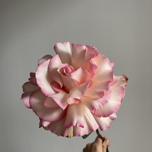 Роза Эсперанс