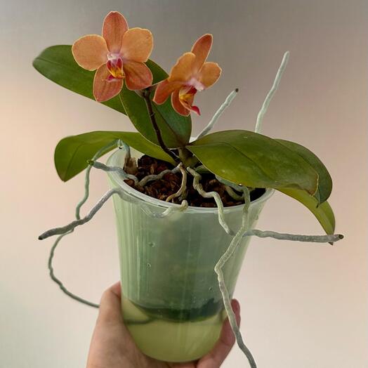 Фаленопсис Оранж Блоссом Phal. Orange Blossom  (цветёт)