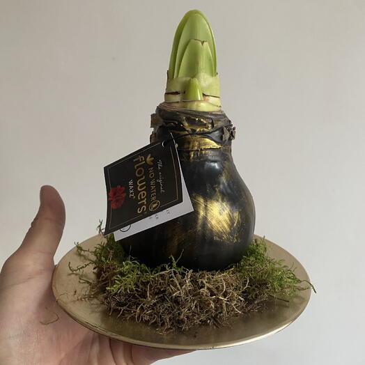 Праздничная луковица амариллиса