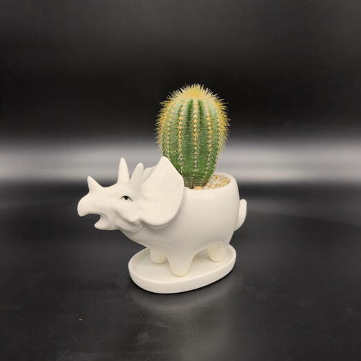 Succulenteria