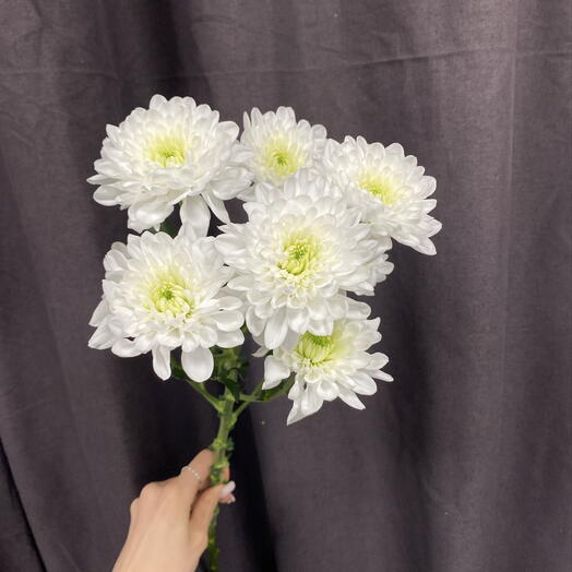 Bloomminsk