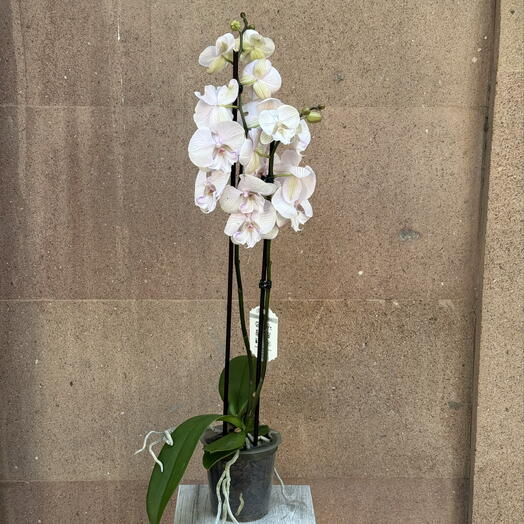 Love Bar (flower store)