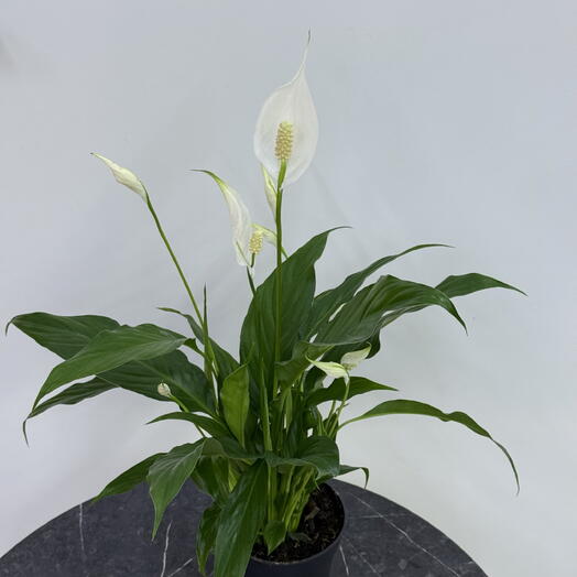 Edelda Flowers