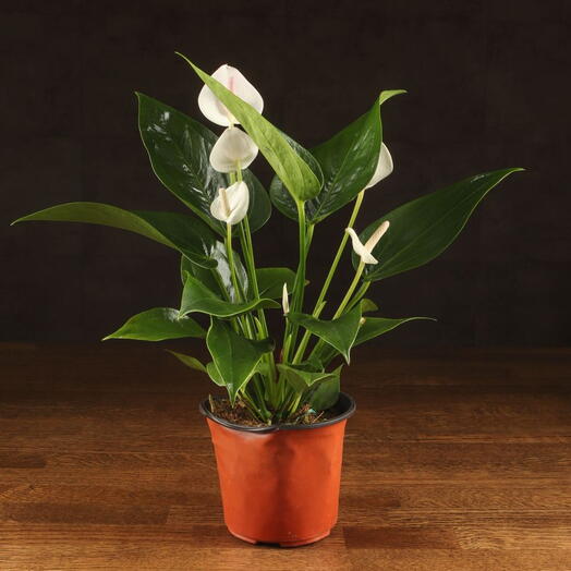 LuxuryPlants