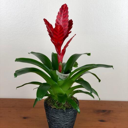 Red Bromelia