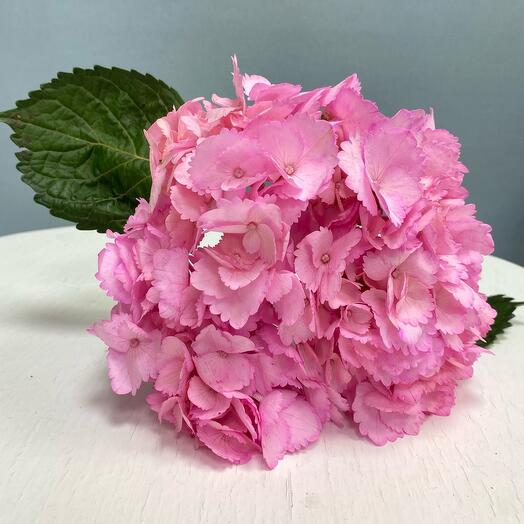 Ideal flowers