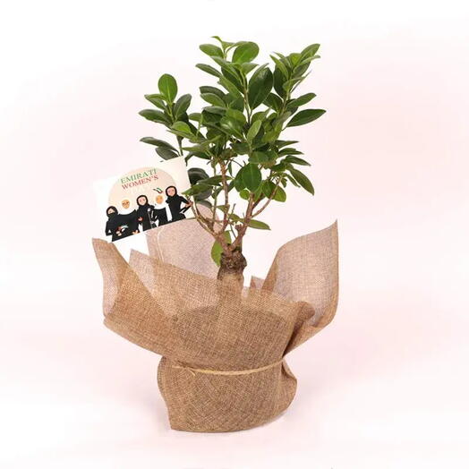 Ficus Ginseng Bonsai Plant for Emirati Womens Day