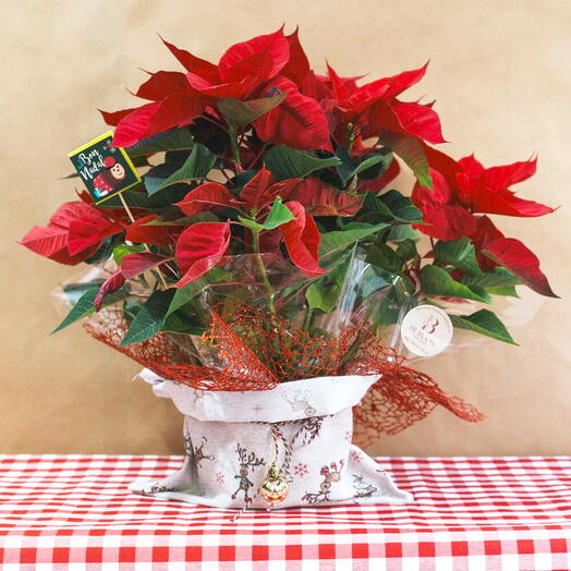 Planta de navidad / poinsettia