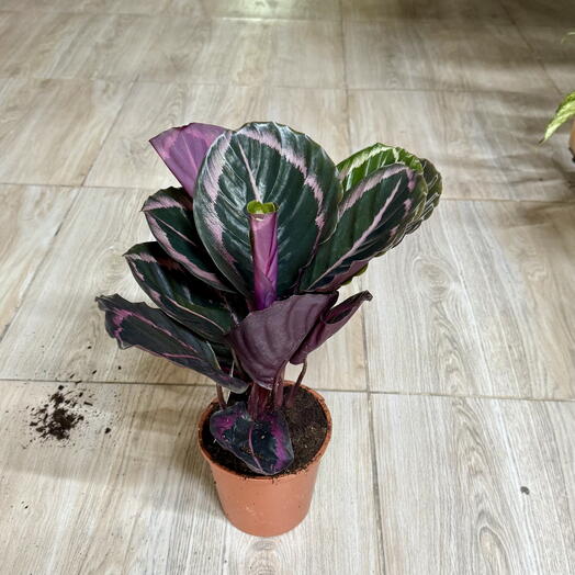 Calathea Plant Table Top Indoor