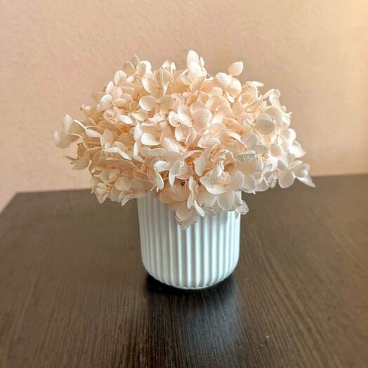 Композиция из стабилизированной гортензии