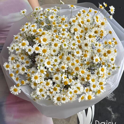 Daisy Полевые ромашки