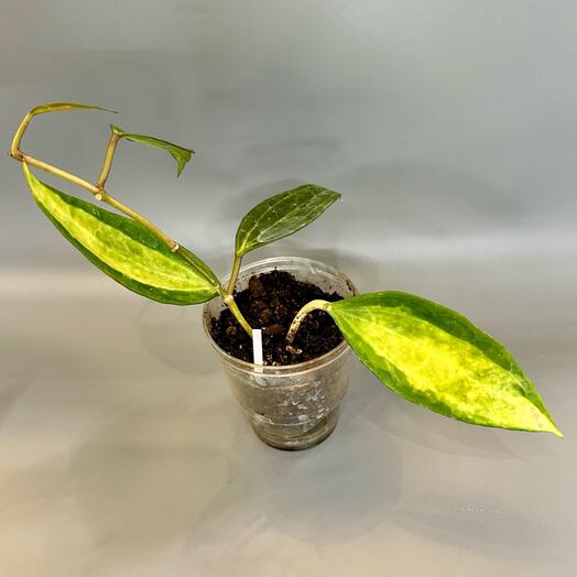 Хойя Макрофилла Пот оф Голд Hoya macrophylla Pot of Gold