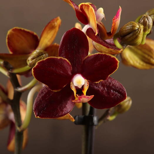 LuxuryPlants