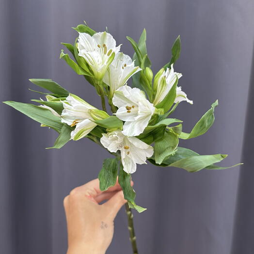 Sofi_flowers