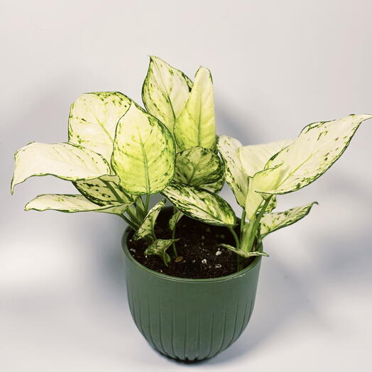 Plan Plants