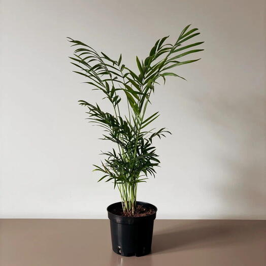 Musa Plants