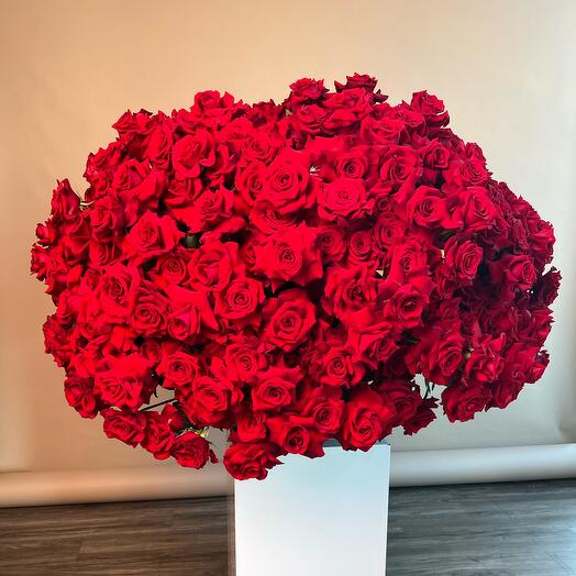 501 red roses gigantic