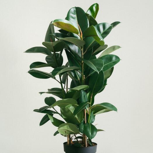 Rubber plant