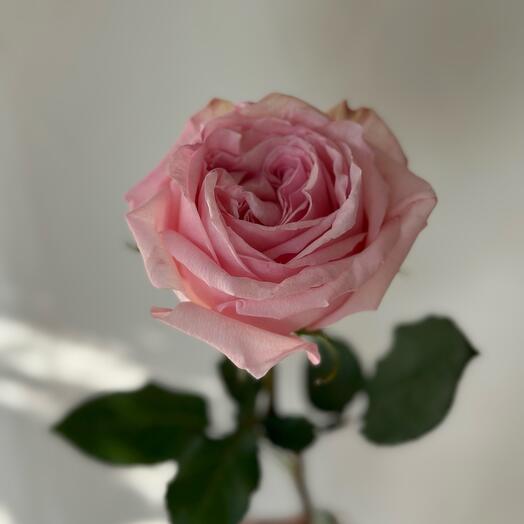 Роза пионовидная Ohara Pink