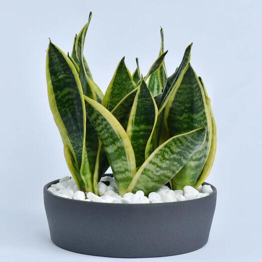 Sansevieria In Grey Pot