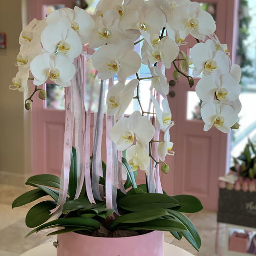 Heavenly Orchids in Pink Box