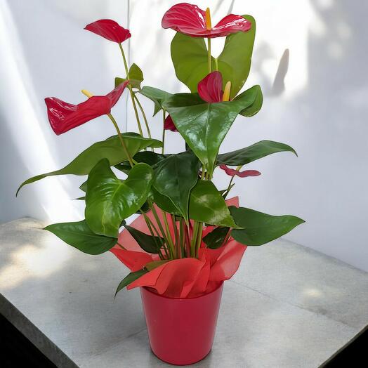 Planta de interior Aurea Anthurium