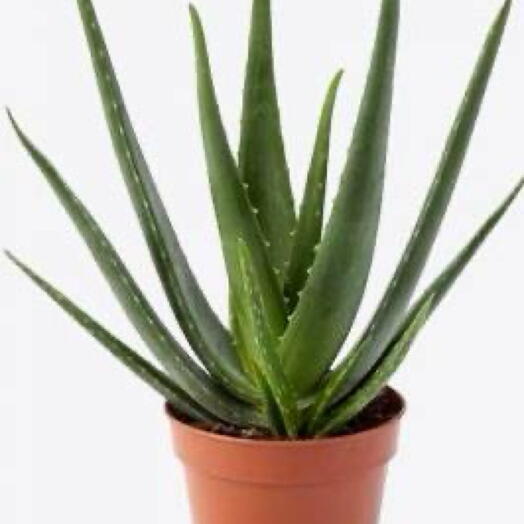 Aloe vera