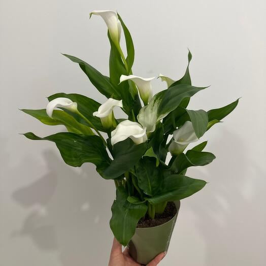 Каллы в кашпо желтые   Calla W