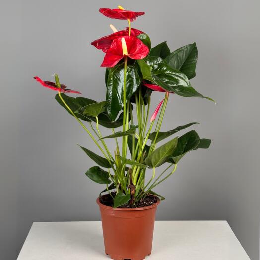 Антуриум 45 см