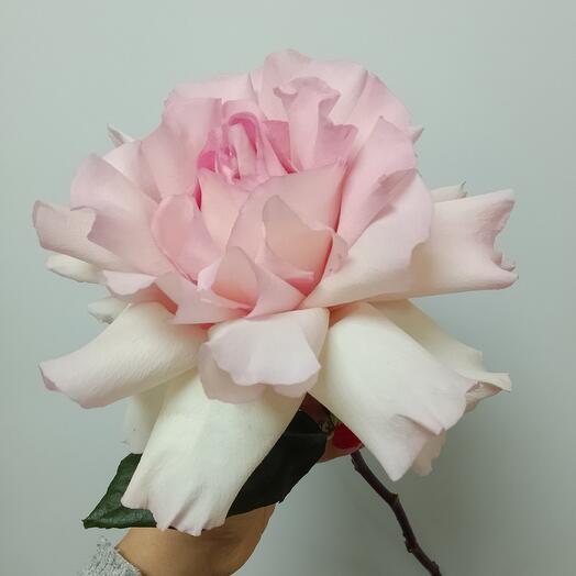 Dekor Flora