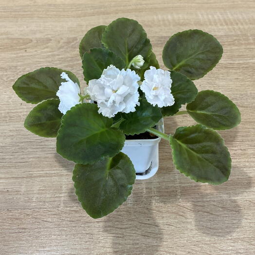 Nelúmbo flowers