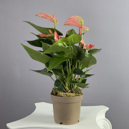 vip flower