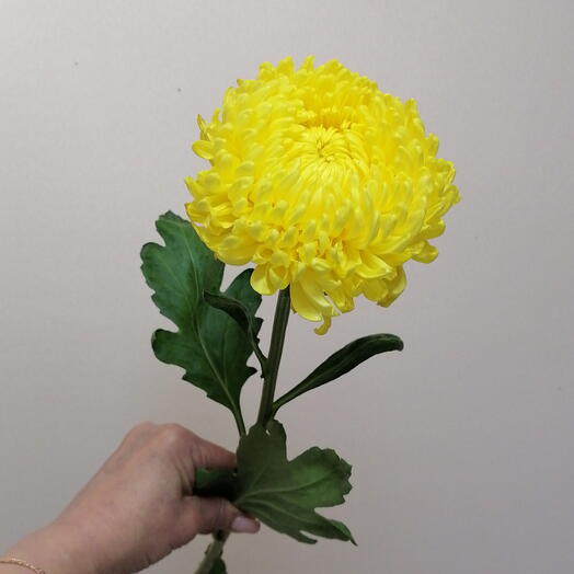 Цветник64