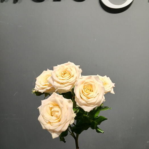 Flowers and Home