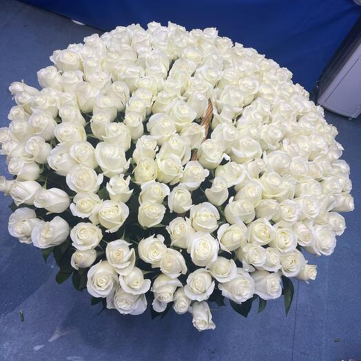 rose proud 60 cm in a basket