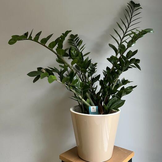 Замеокулькас