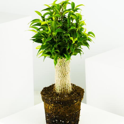 Ficus Benjamina