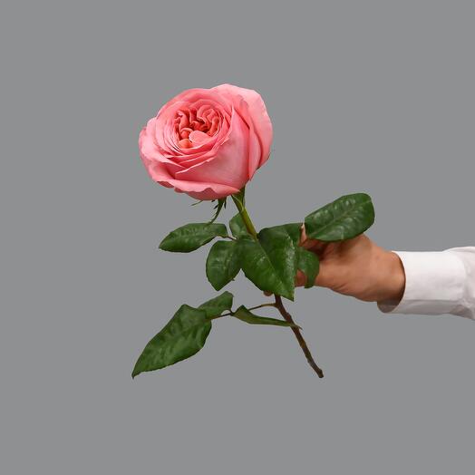 Розовая пионовидная роза