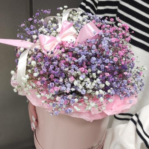 Gypsophila en Caja