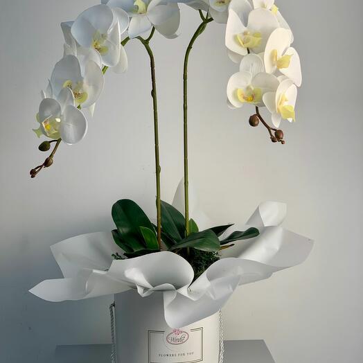Phalaenopsis Orchids in a Box (ARTIFICIAL)