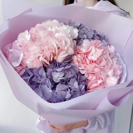 Hydrangea