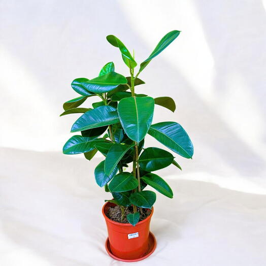 FICUS NITIDA PON Indoor plant