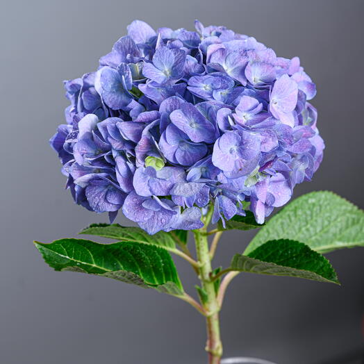 Hydrangea - Purple-0753