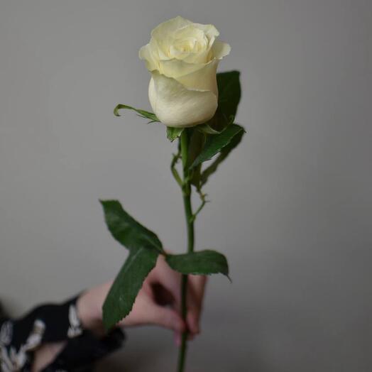 Белая роза Мондиаль ( Эквадор )