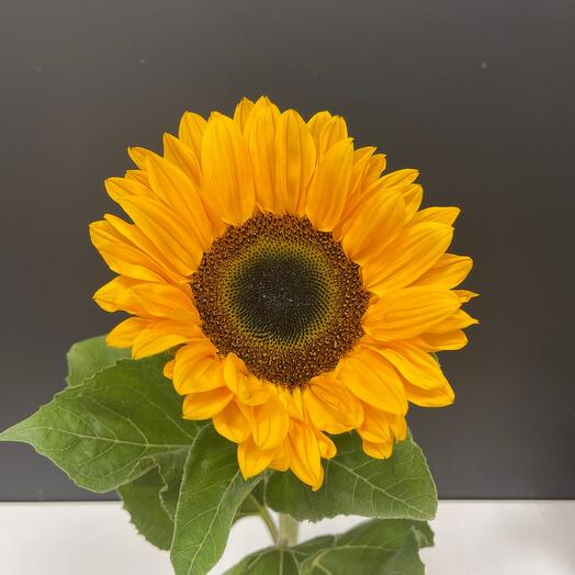 Fleur Decor 