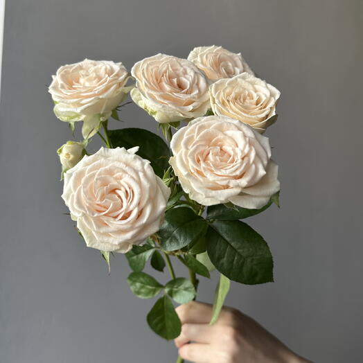 Tvoy Florist